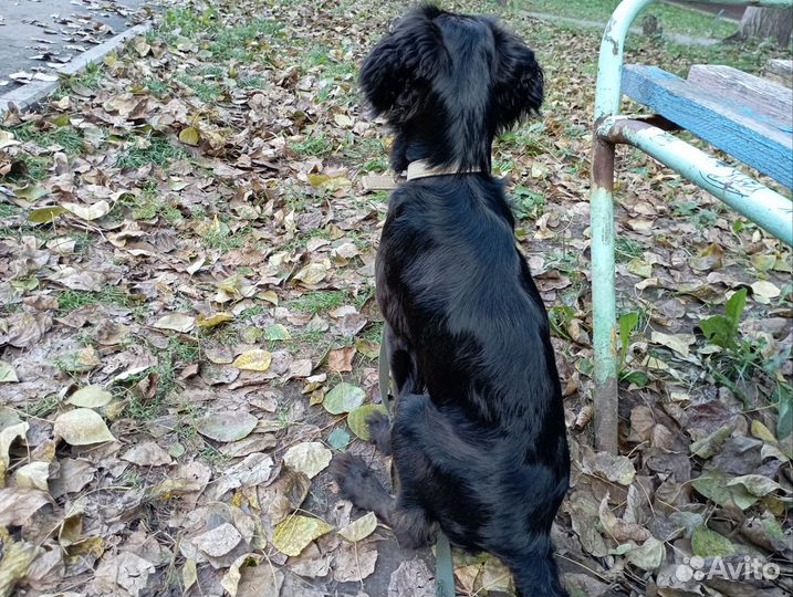 Русский спаниель