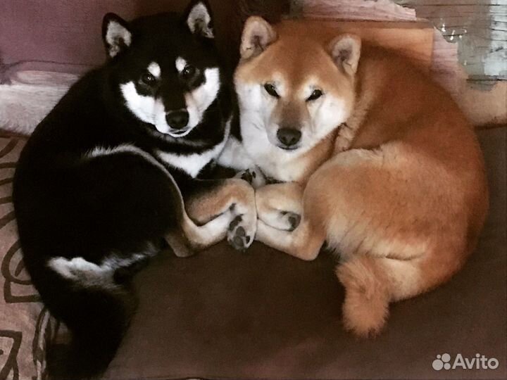 Кобель для вязки сиба ину