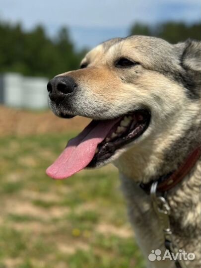 Собака в добрые руки