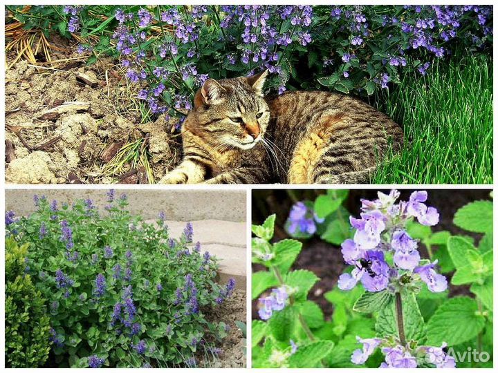 Котовник фассена, радость котикам :)