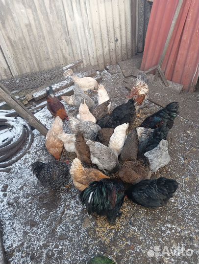 Куры петухи