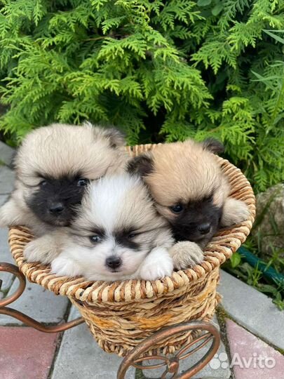 Щенки шпица