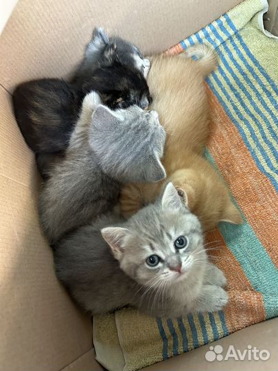 Шотландские котята прямоухие