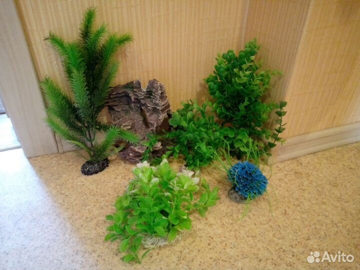 Растения для флорариума