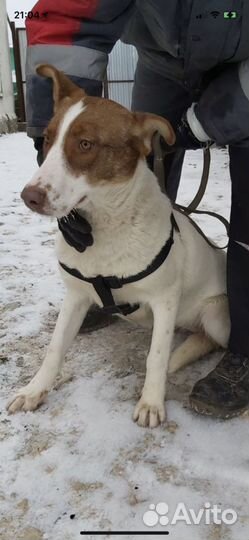 Собака из приюта