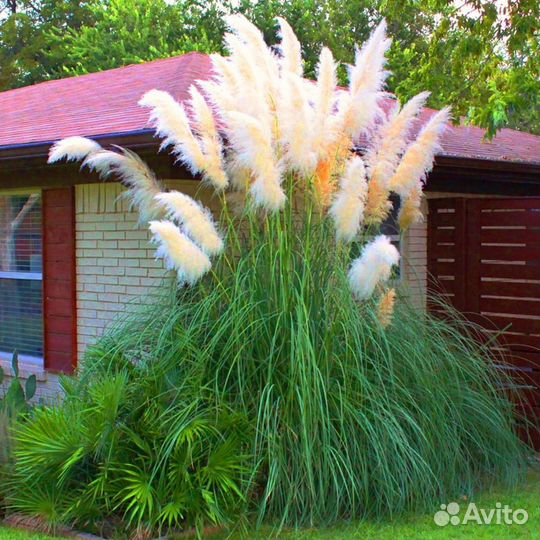 Пампасная трава, Кортадерия (семена, саженцы)