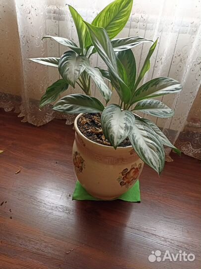 Декоративные цветы большие