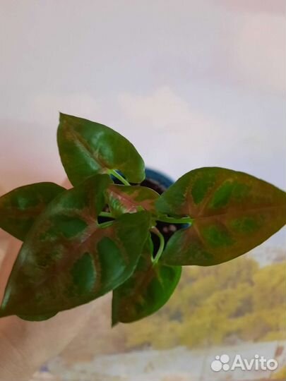 Сингониумы сортовые