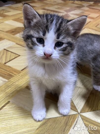 Котятки в добрые руки