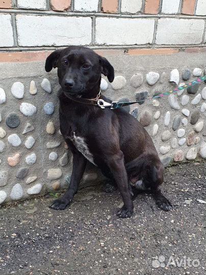 Кукла небольшая, молодая собачка ищет дом