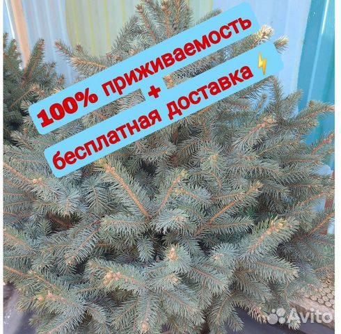 Ель 2.5м
