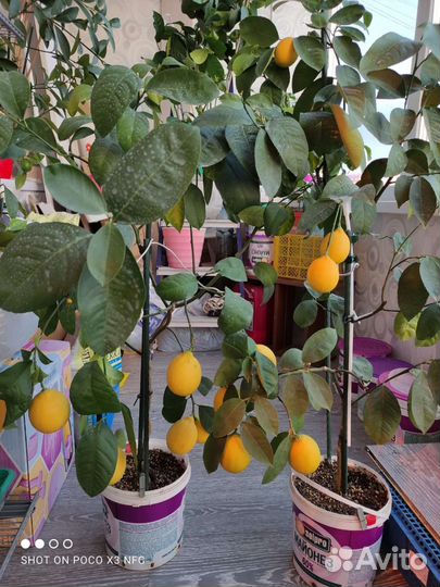 Лимон Цитрофортунелла