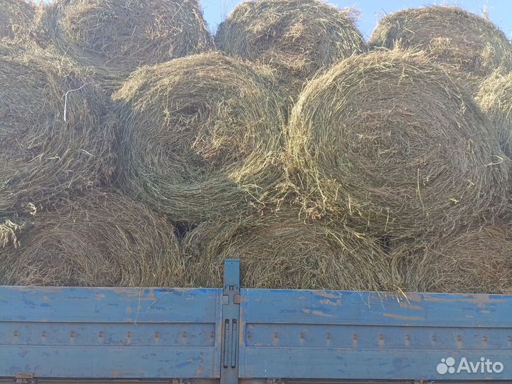 Продам сено хороший с доставкой