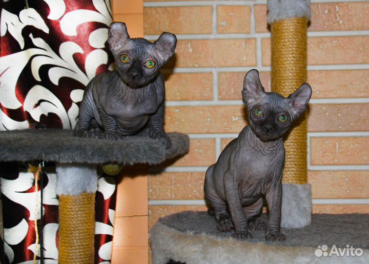 Канадский сфинкс Эльф