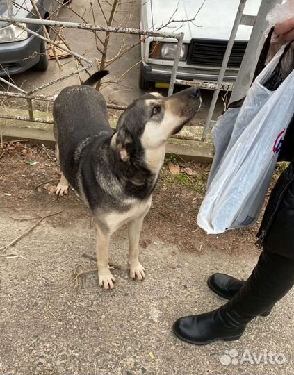 Собака в добрые руки