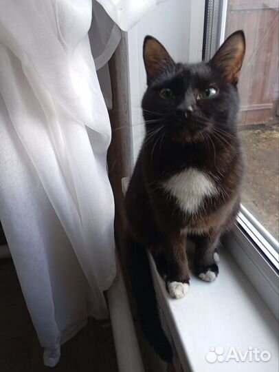 Котик мышелов