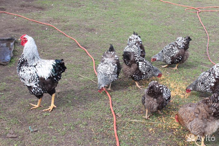Петухи Билефельдер и Виандот серебристый