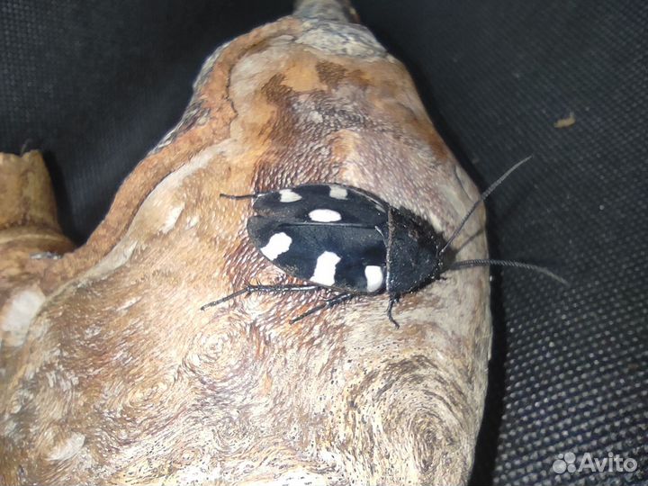 Декоративные и кормовые тараканы