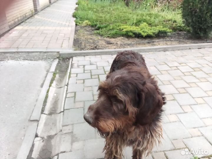 Дратхаар бегает по улице Щербакова