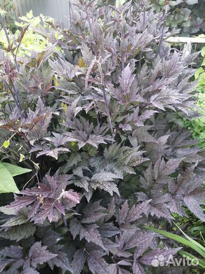 Цимицифуга / Актея Блэк Неглиже / Клопагон)