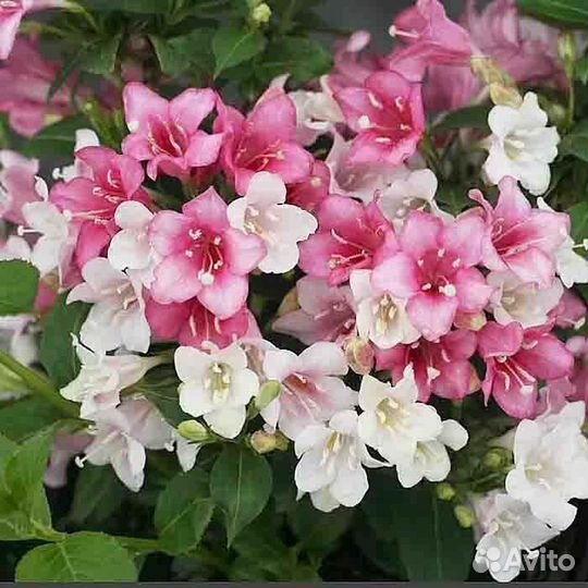 Саженцы вейгелы цветущей Карнавал для сада и дачи