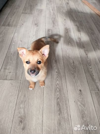 Собака в добрые руки девочка