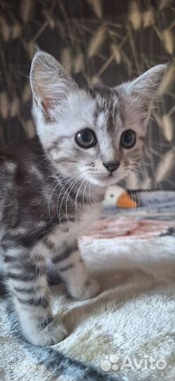 Котенок британка