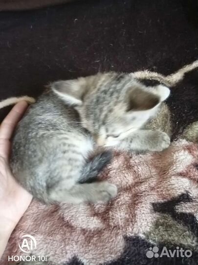 Кошка бесплатно