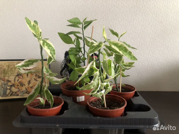 Педилантус