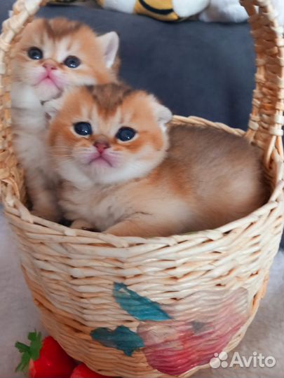 Шотландские котята