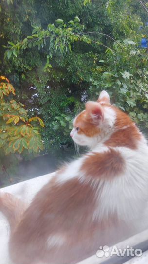 Котёнок мальчик