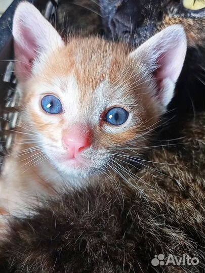 Котята (мальчики) в добрые руки