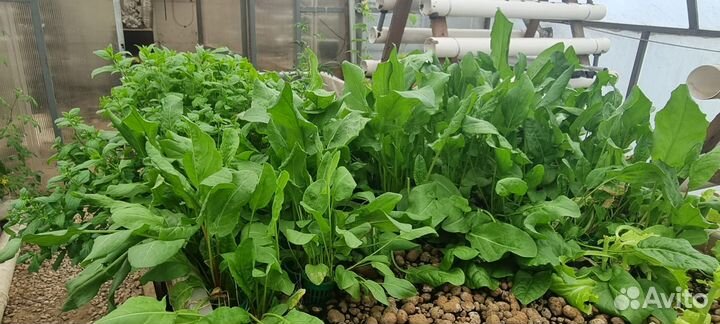 Свежая зелень(мята,тархун,базилик,руккола,тимьян)