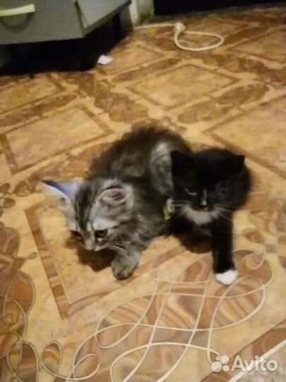 Отдам бесплатно в добрые руки