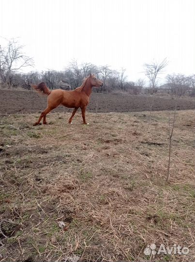 Арабские лошади