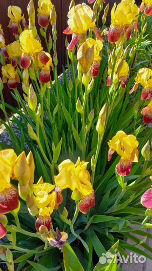 Многолетние цветы для сада