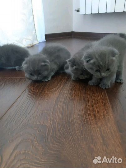 Вязка с британцем