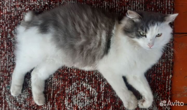 Котик в добрые руки