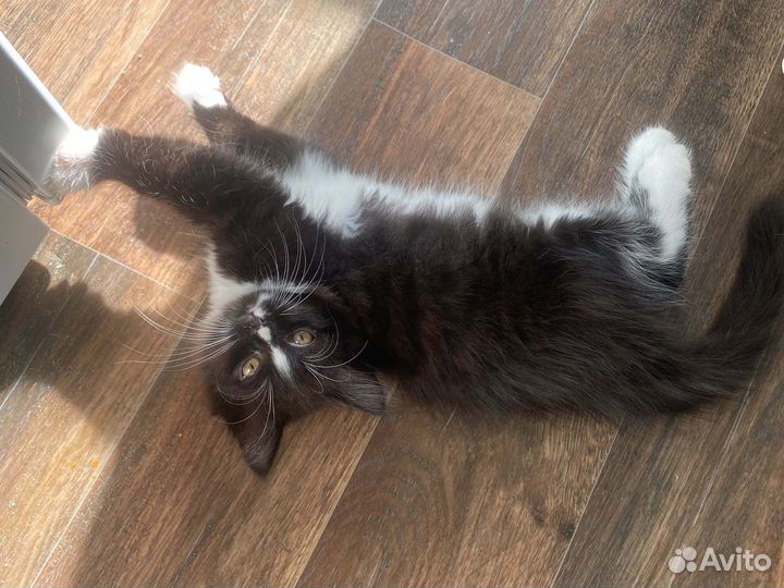 Кот Муха