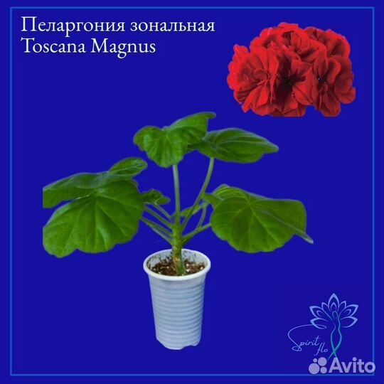 Пеларгония герань сортовая