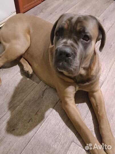 Собака вязка