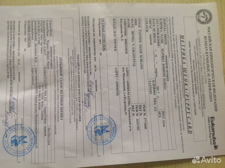 Немецкая овчарка