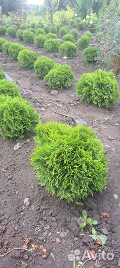 Туя шаровидная Даника,Хозери,Голден Глоб,Вудварди