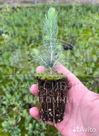 Голубая ель зкс сеянцы