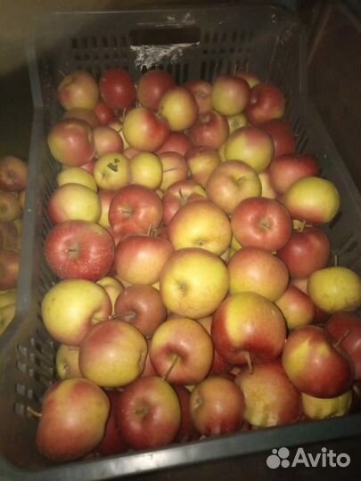 Яблоки