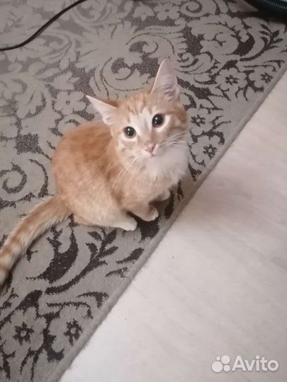 Кошка