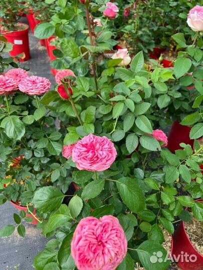 Розы флорибунда, плетистые