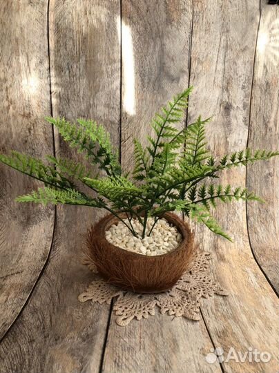 Растение в горшке, Папоротник