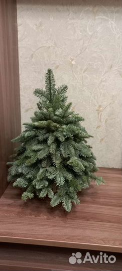 Елочка ищ датского голубого лапника