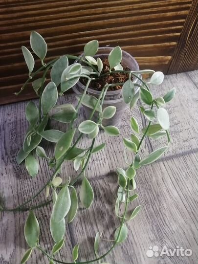 Хойя, дисхидия